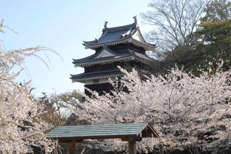5 Tips Berwisata ke Aichi, Jepang: Datang Saat Musim Sakura