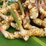 Khasiat Luar Biasa Lengkuas: Lebih dari Sekadar Bumbu Masak