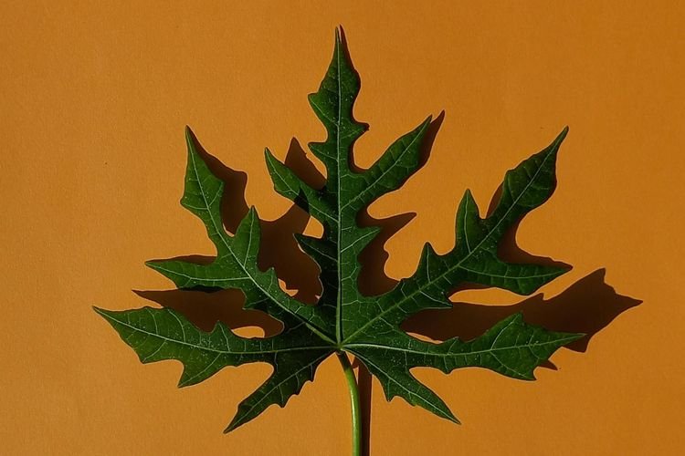 Apakah Daun Pepaya Menyebabkan Darah Tinggi?