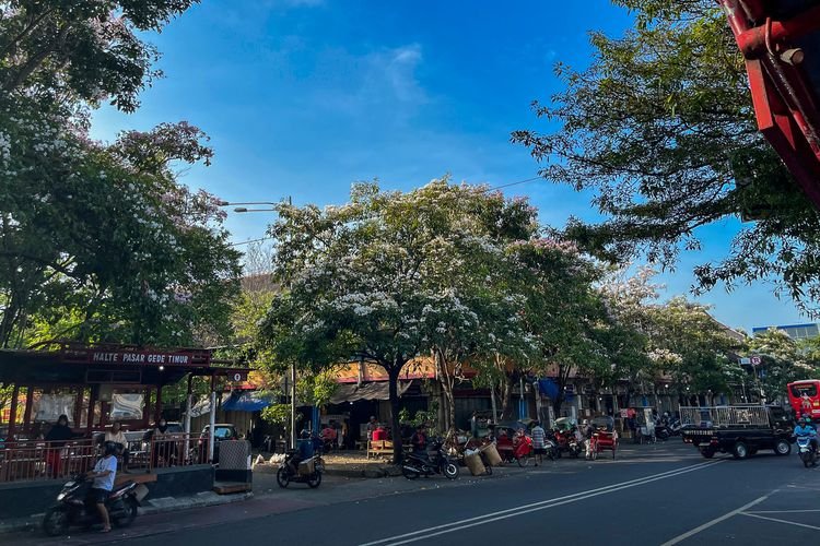 Musim Semi di Solo: Bunga Tabebuya Bermekaran di Pasar Gede