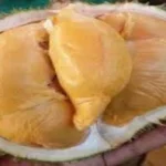 Durian Tembaga Bangka