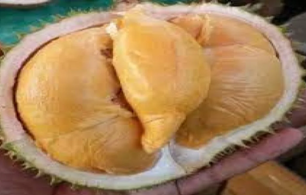 Durian Tembaga Bangka