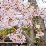Wisata Musim Semi Jepang
