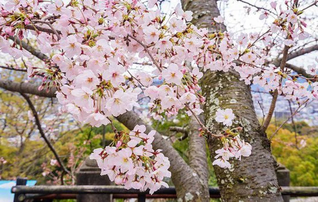 Wisata Musim Semi Jepang