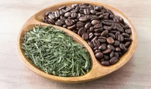 Kopi atau Teh Hijau Kopi atau Teh Hijau